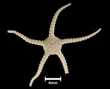 Media type: image;   Invertebrate Zoology OPH-526 Description: Bottom up view of single ophiuroid specimen with a scale bar.;  Aspect: ventral